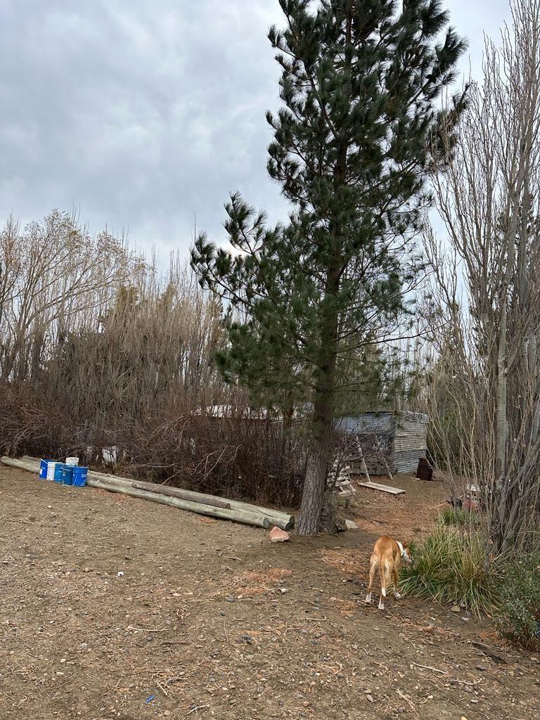 Venta Chacra 3600 m² y 2 Deptos y Quincho, Frutales, Caleta Ol 1