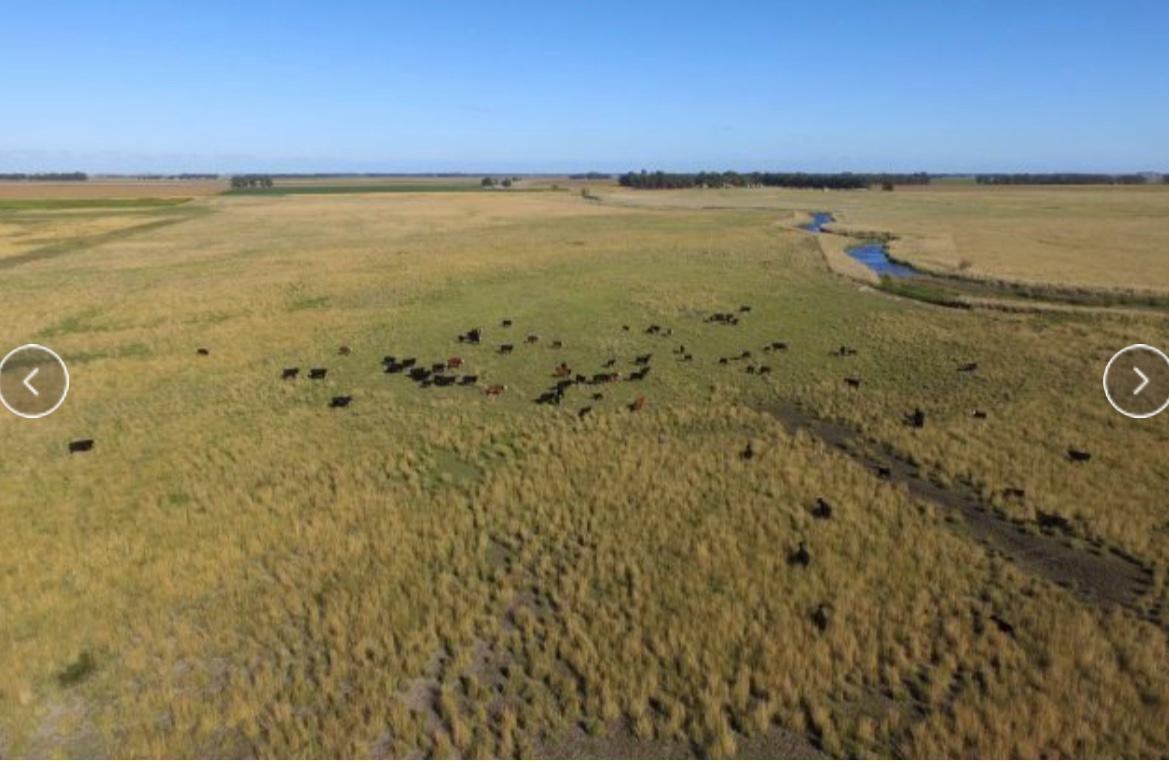 Foto de VENTA CAMPO 339HA EN TRES ARROYOS, BUENOS AIRES, imagen 5