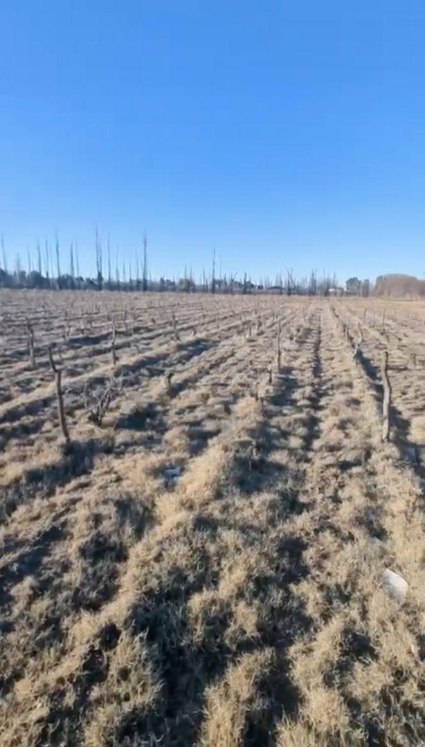 Foto de VENTA LOTE 14.200MTS, SAN RAFAEL, MENDOZA, imagen 4