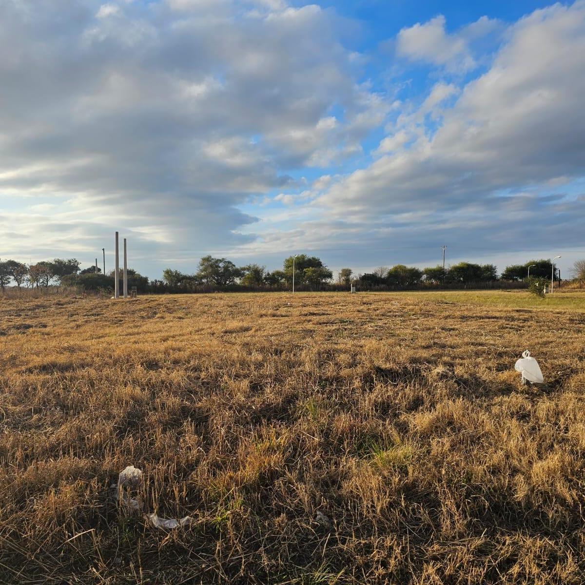 Lote Soles Serranos 2 2