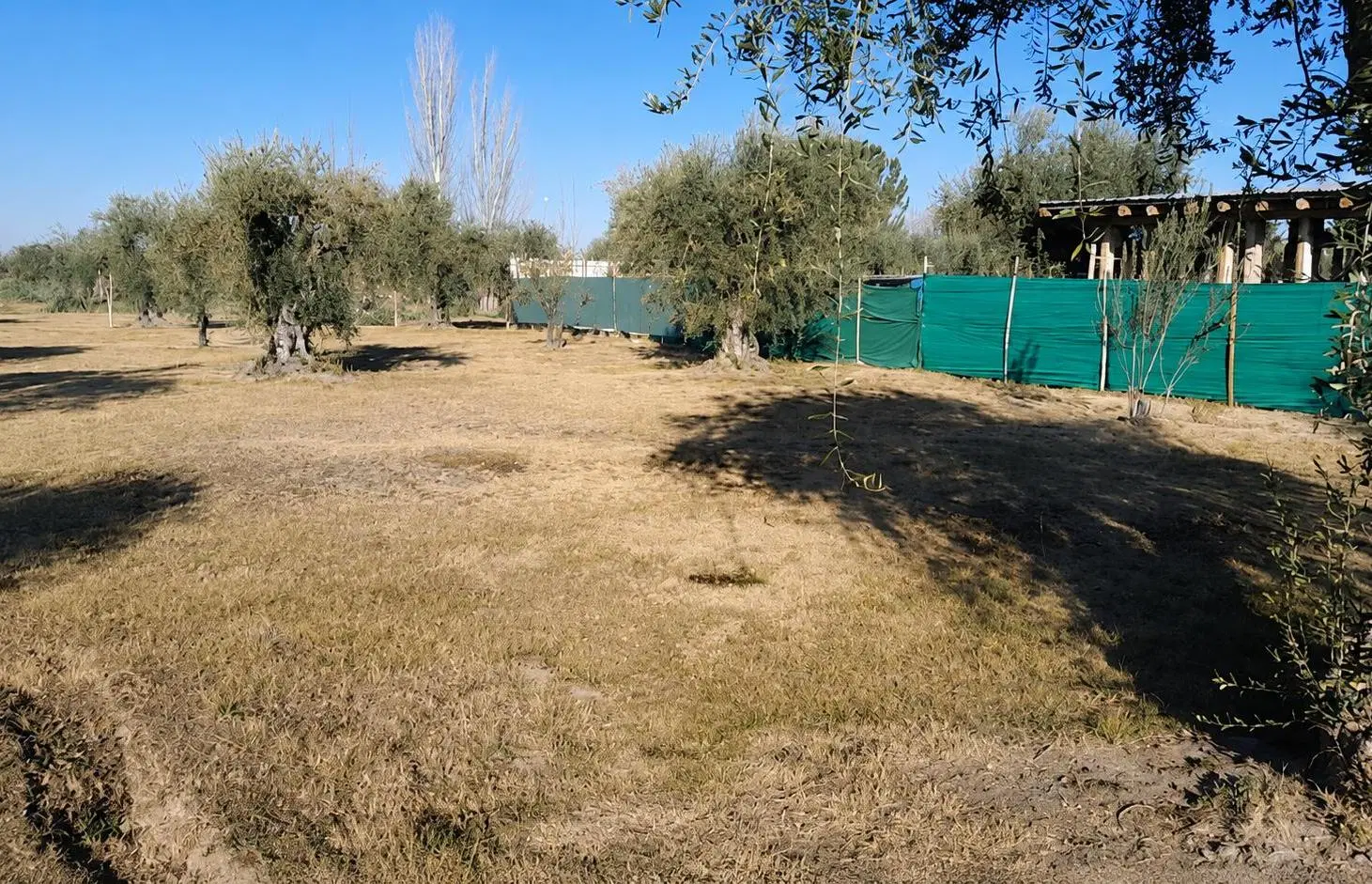 Terreno en Olivos de Furlotti 4