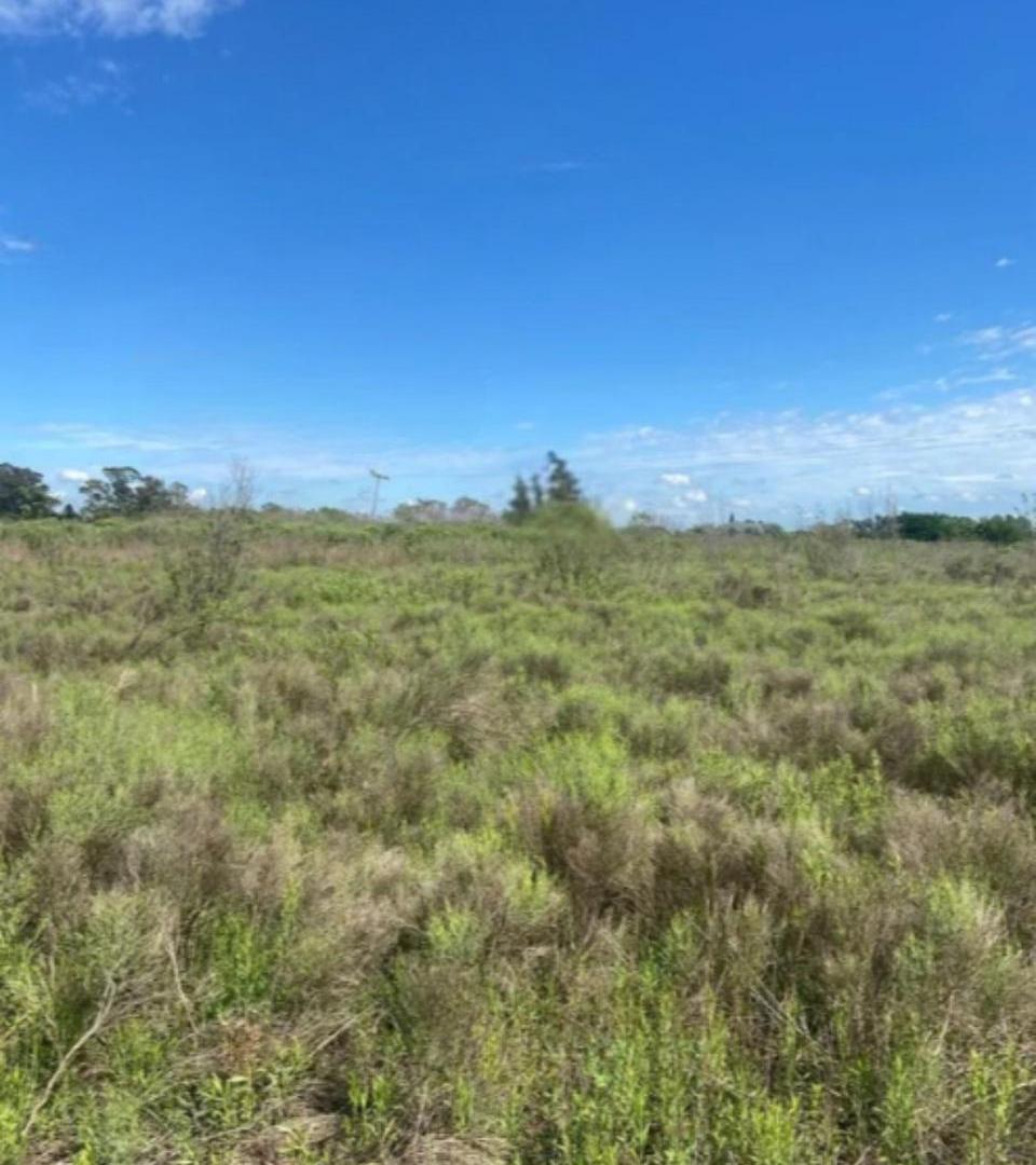 Foto de Venta 5.5 hectareas - Perez., imagen 4