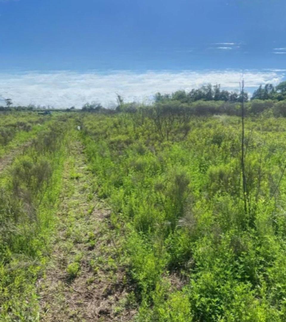 Foto de Venta 5.5 hectareas - Perez., imagen 5