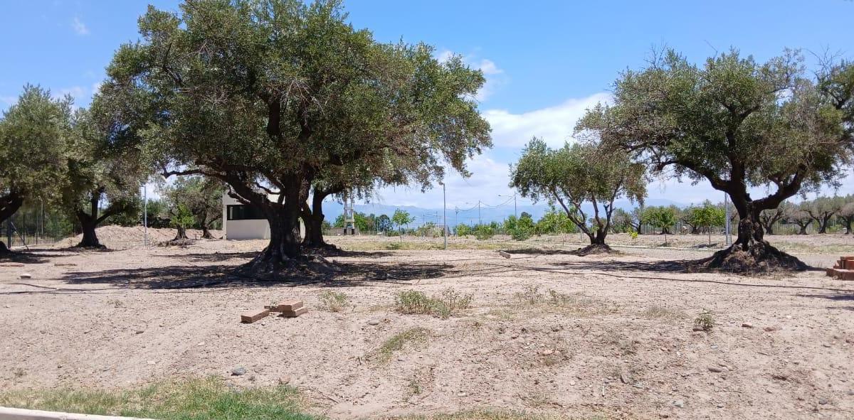 Ampros 8 Lote en Venta 3