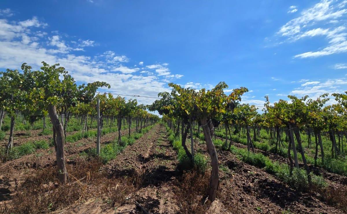 Finca en Venta en Carrizal 2
