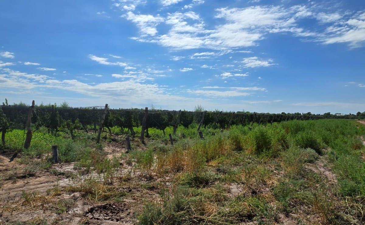 Finca en Venta en Carrizal 3