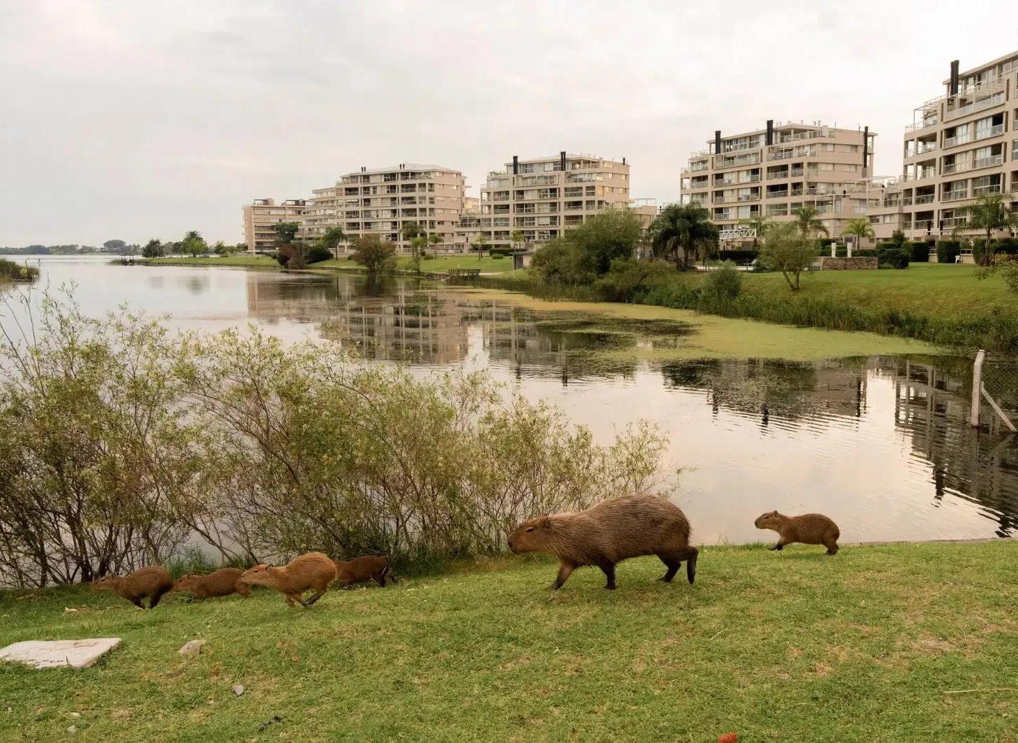 Foto de INCREIBLE LOTE AL AGUA EN BARRIO CARPINCHOS - NORDELTA, imagen 4