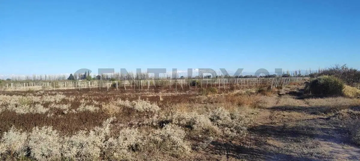 FINCA EN VENTA EN JUNIN 4