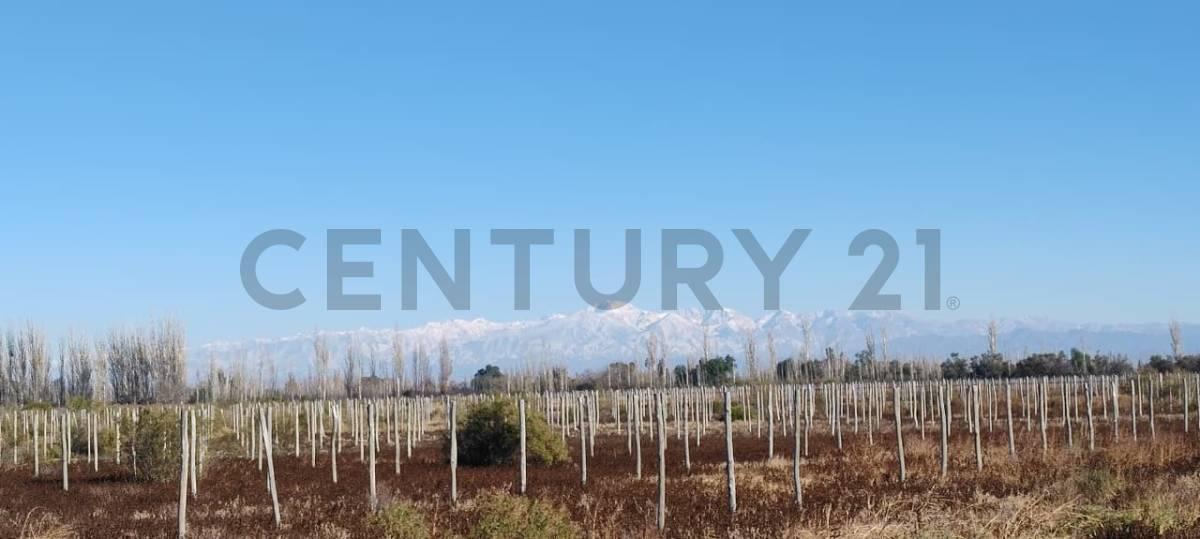 Foto de FINCA EN VENTA EN JUNIN, imagen 3
