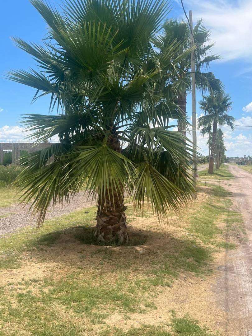 Foto de Terreno en venta Los Corralitos, imagen 4