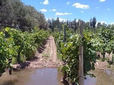 Foto de FINCA EN VENTA EN JUNIN, imagen 3