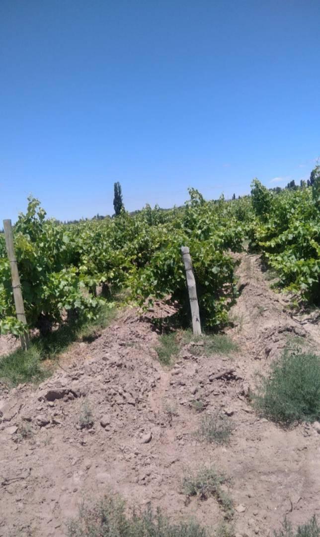 Foto de FINCA EN VENTA EN JUNIN, imagen 1