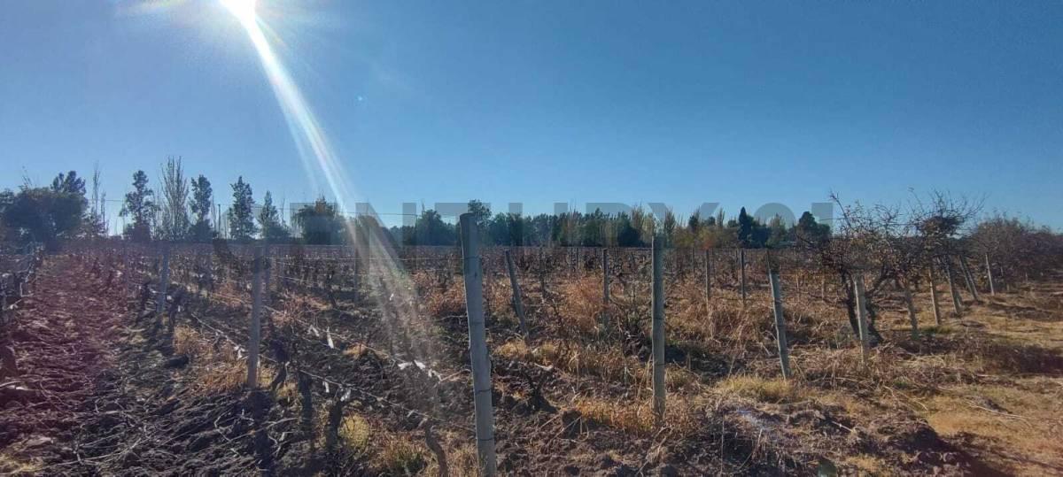 Foto de FINCA EN VENTA EN JUNIN, imagen 4