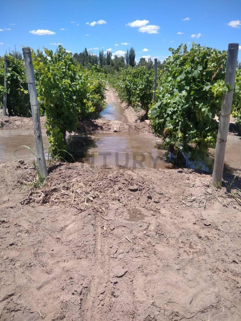 Foto de FINCA EN VENTA EN JUNIN, imagen 2