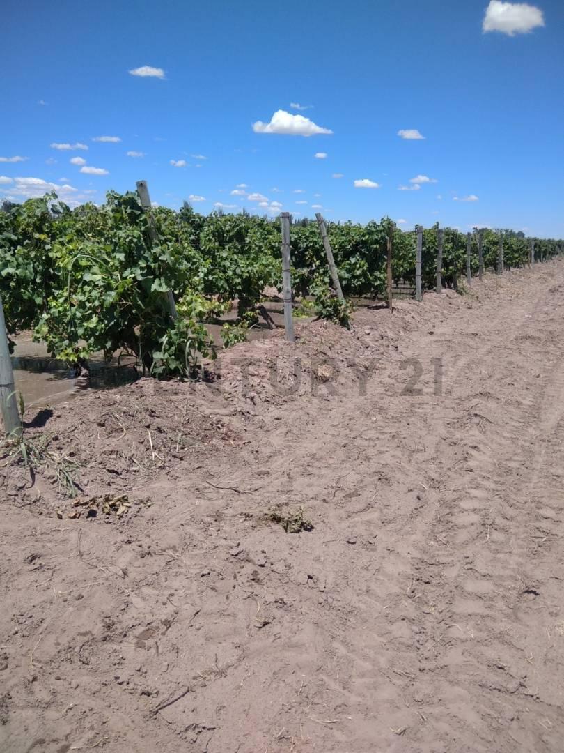 Foto de FINCA EN VENTA EN JUNIN, imagen 5