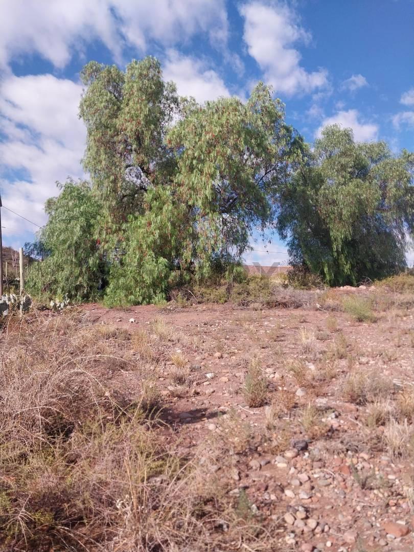 Foto de VENTA TERRENO, PERDRIEL- LUJAN DE CUYO, imagen 3