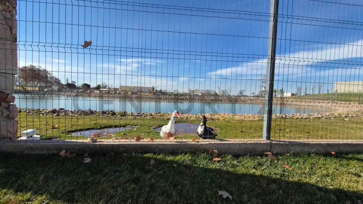 Foto de LOTE EN VENTA EN LUJAN DE CUYO, CALLE VIAMONTE, imagen 4