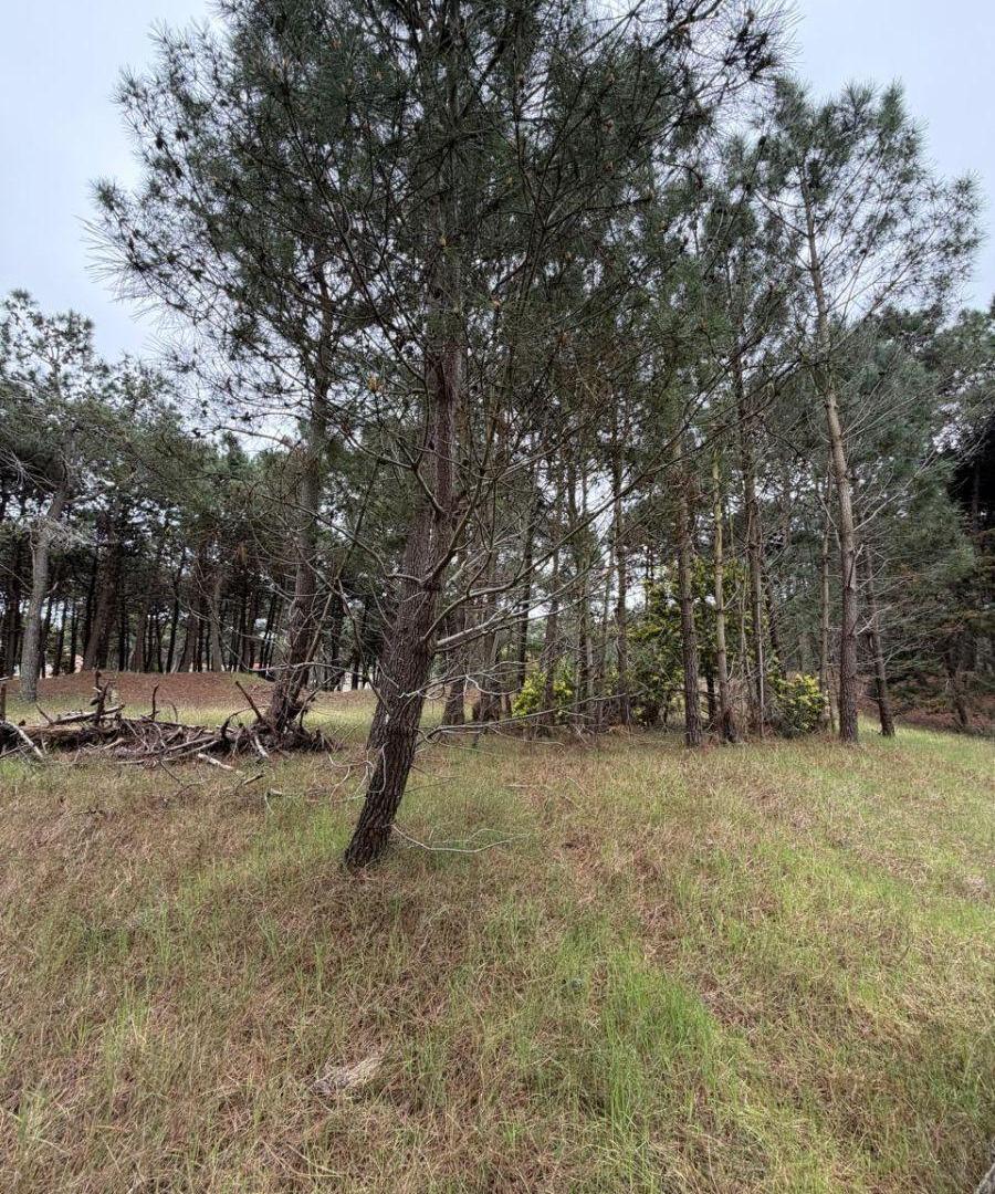 Foto de VENTA DE LOTES EN PINAMAR NORTE, imagen 3