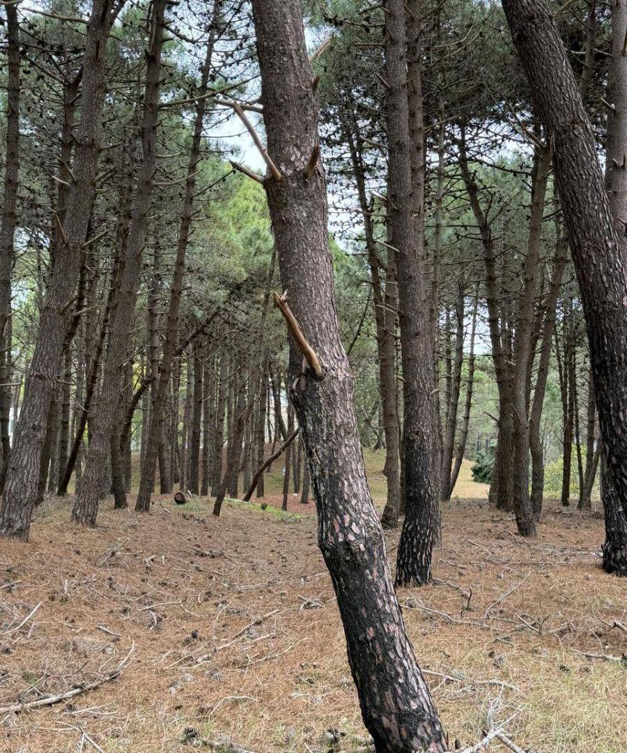 VENTA DE LOTES EN PINAMAR NORTE