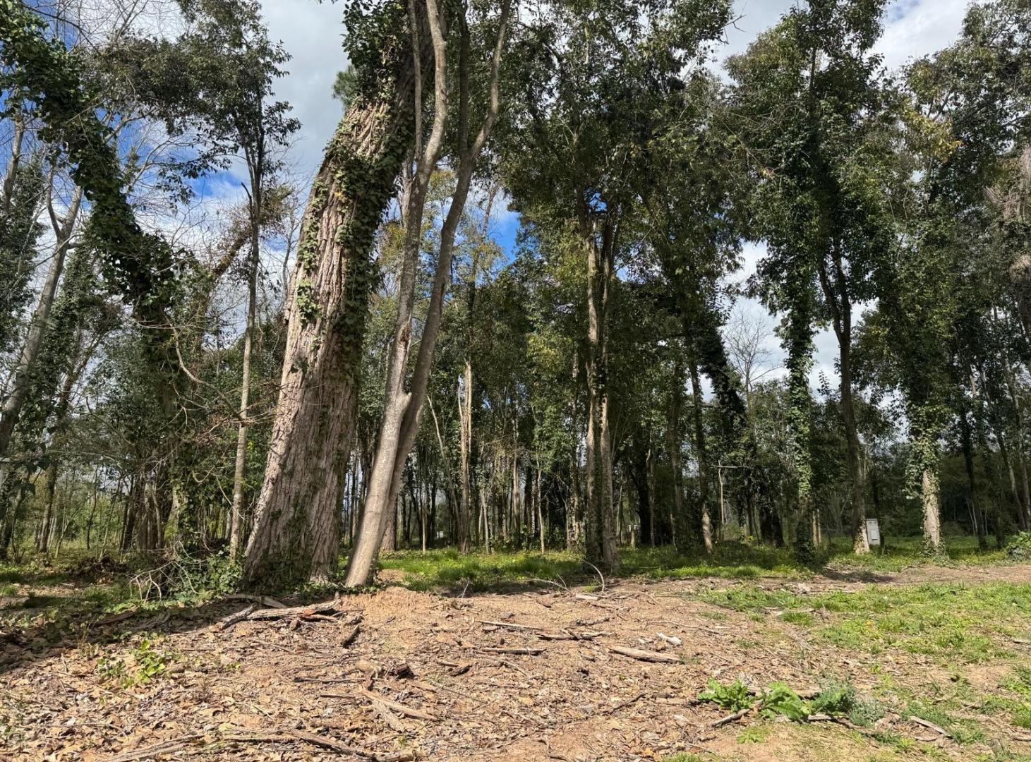 Foto de Terreno a la venta en Reserva Fincas, imagen 1