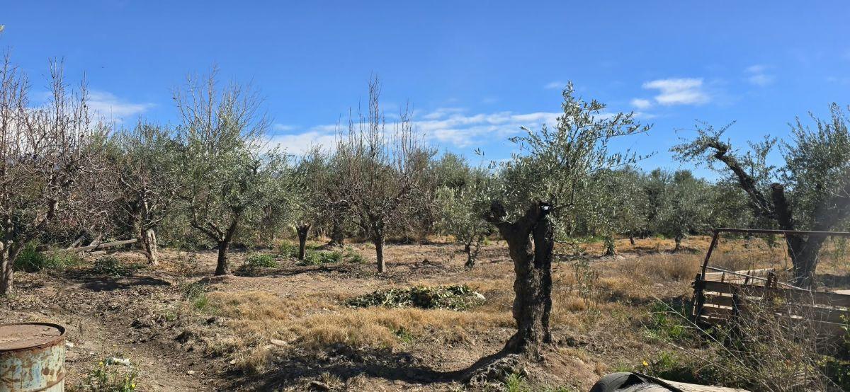Foto de Venta de Casa con Galpón y Finca, imagen 5