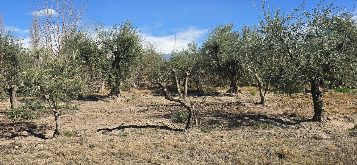Foto de Venta de Casa con Galpón y Finca, imagen 3