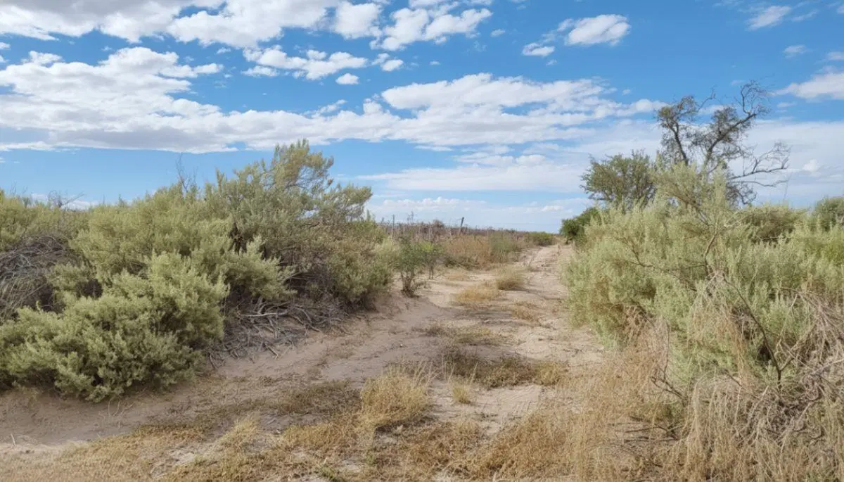 37 HECTÁREAS | EL LIENZO EN BLANCO PARA TU GRAN PROYECTO AGRÍCOLA EN MENDOZA 2