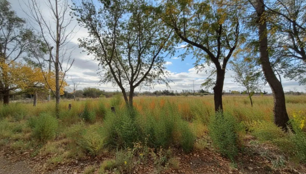 37 HECTÁREAS | EL LIENZO EN BLANCO PARA TU GRAN PROYECTO AGRÍCOLA EN MENDOZA 4