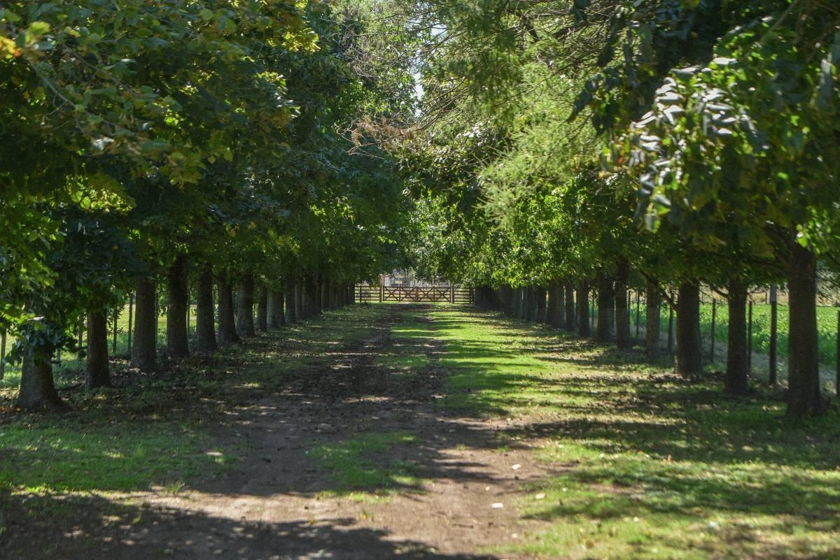 Foto de CAMPO DE POLO EN SAN MIGUEL DEL MONTE, imagen 3