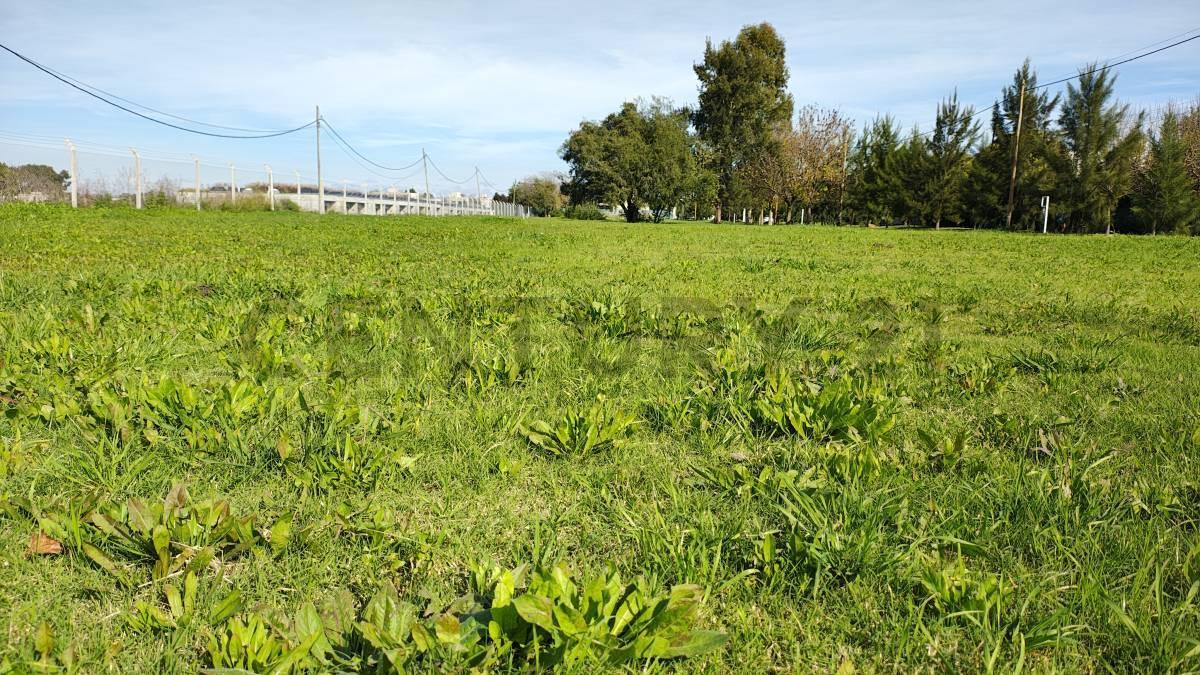 Foto de Lotes en Venta Cittabella, Don Carlos, Gorina, imagen 5