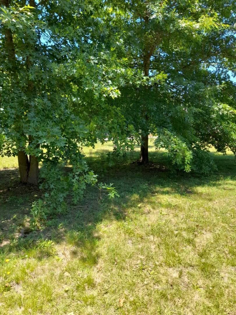 Foto de Lote en venta en arturo segui, imagen 4