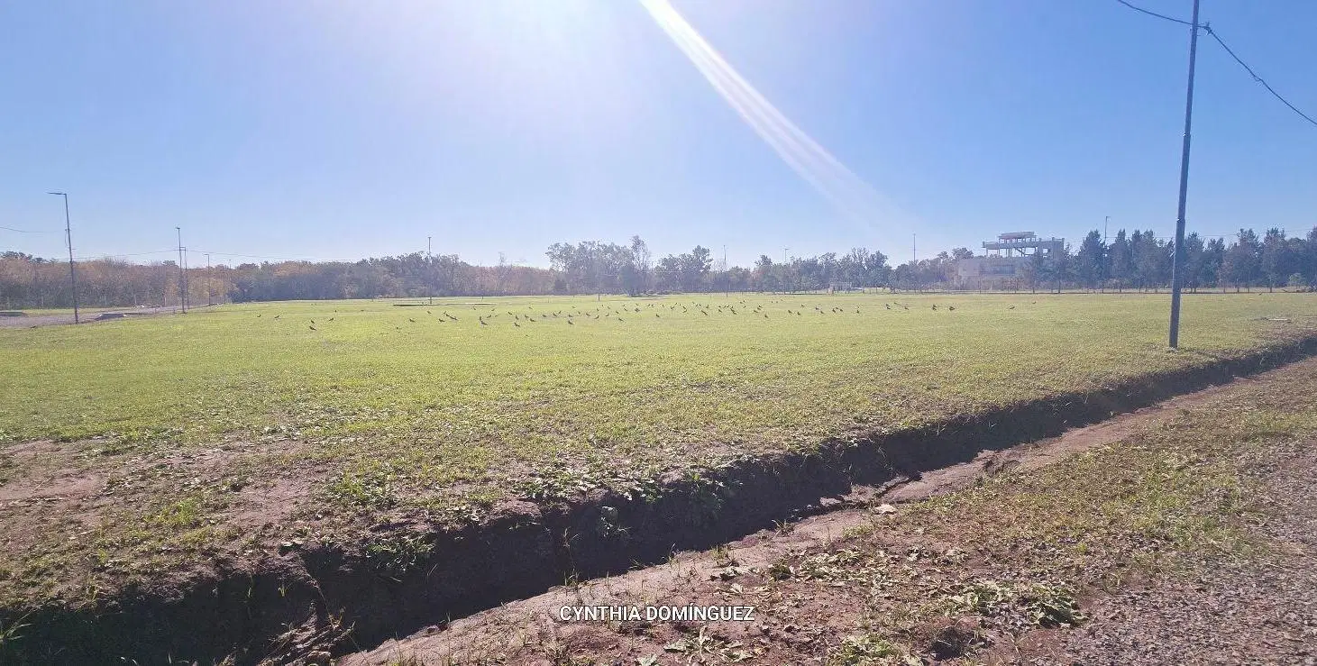 Terreno en EL PATO 4