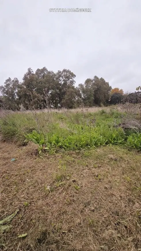 Terreno en Sourigues 4