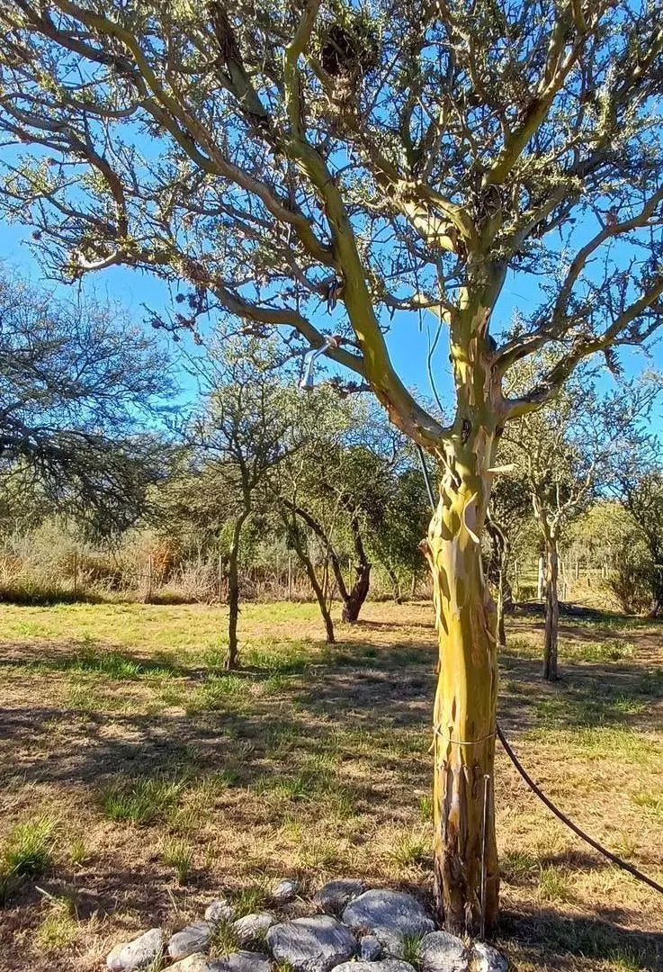 Casa de Montaña en Los Molles wifi, luz agua, rodeado de bosque serrano 4