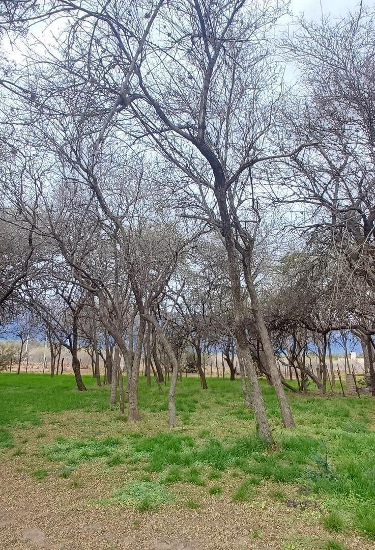 Foto de Hermosa casa parque con bosque y vistas a la sierra. Los Molles a min, imagen 5