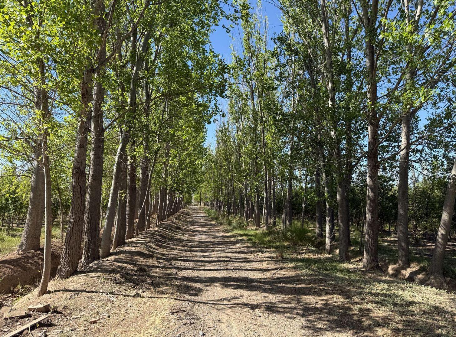Foto de Urbanizacion Jardin de Mercedes - Allen, imagen 1
