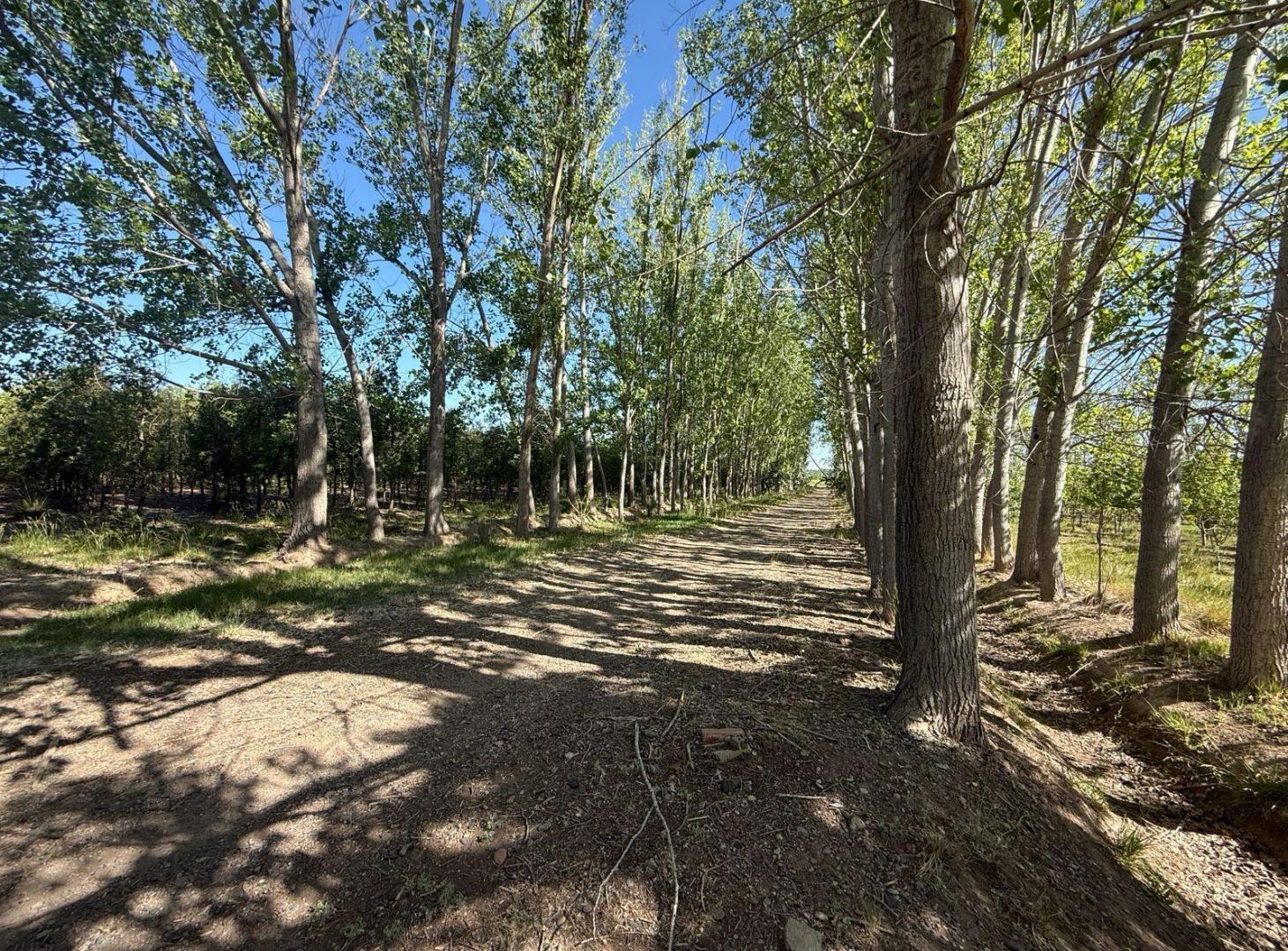 Foto de Urbanizacion Jardin de Mercedes - Allen, imagen 4