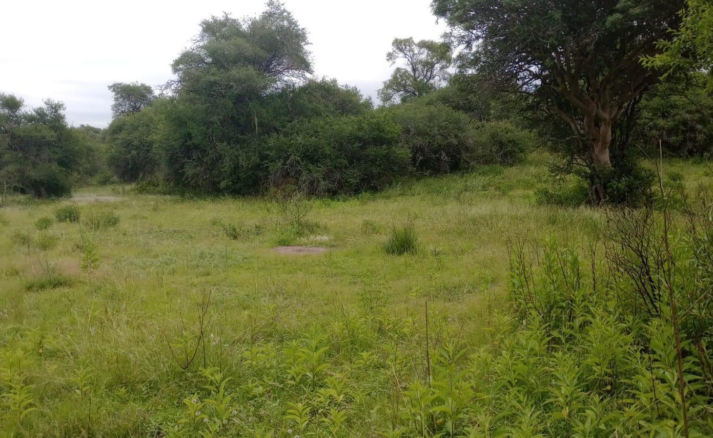 Foto de Campo 200 ha Norte de Cordoba- Se reciben bienes, imagen 1