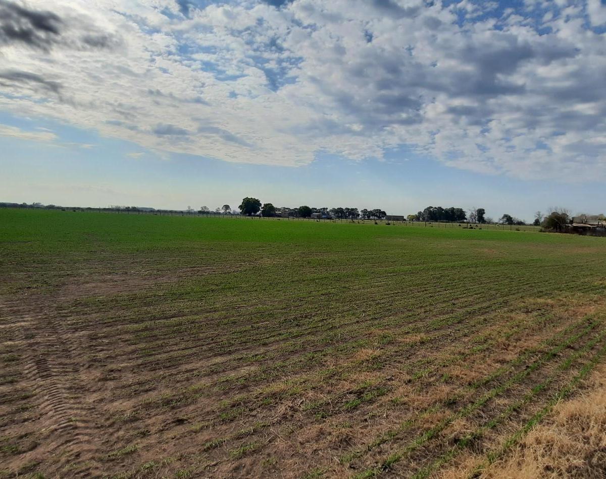 Campo Agricola de 24,5 Ha con Mejoras en San Nicolas 5