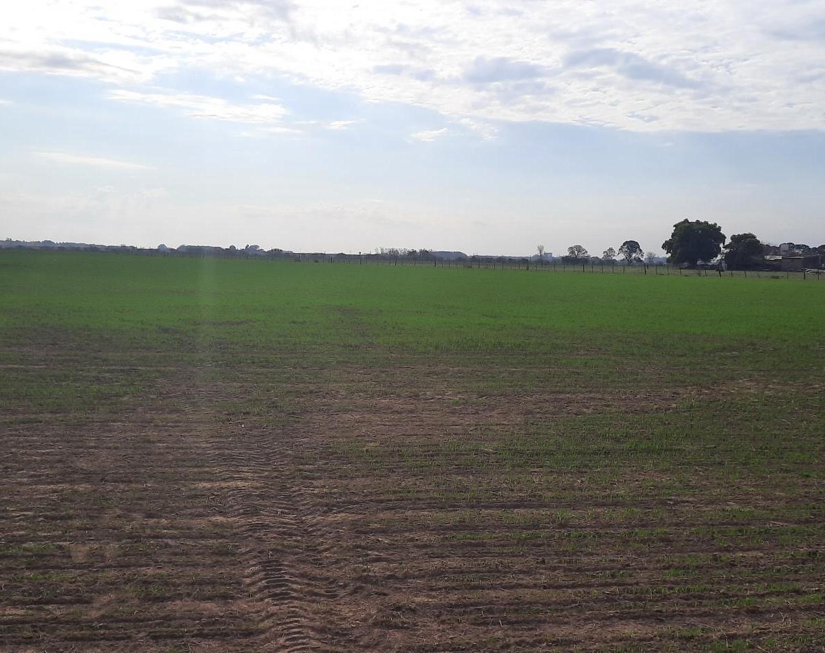 Campo Agricola de 24,5 Ha con Mejoras en San Nicolas 3