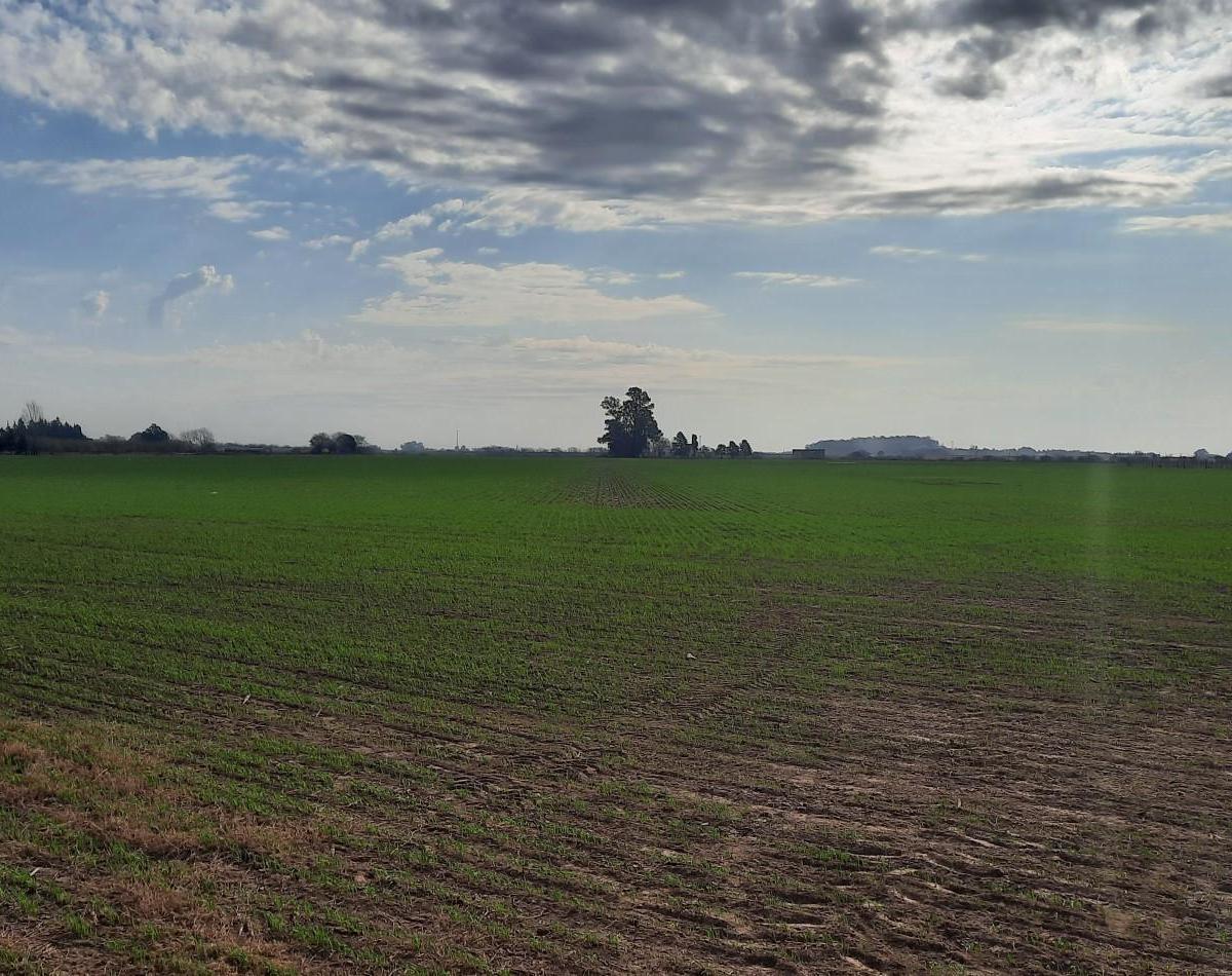 Campo Agricola de 24,5 Ha con Mejoras en San Nicolas 4