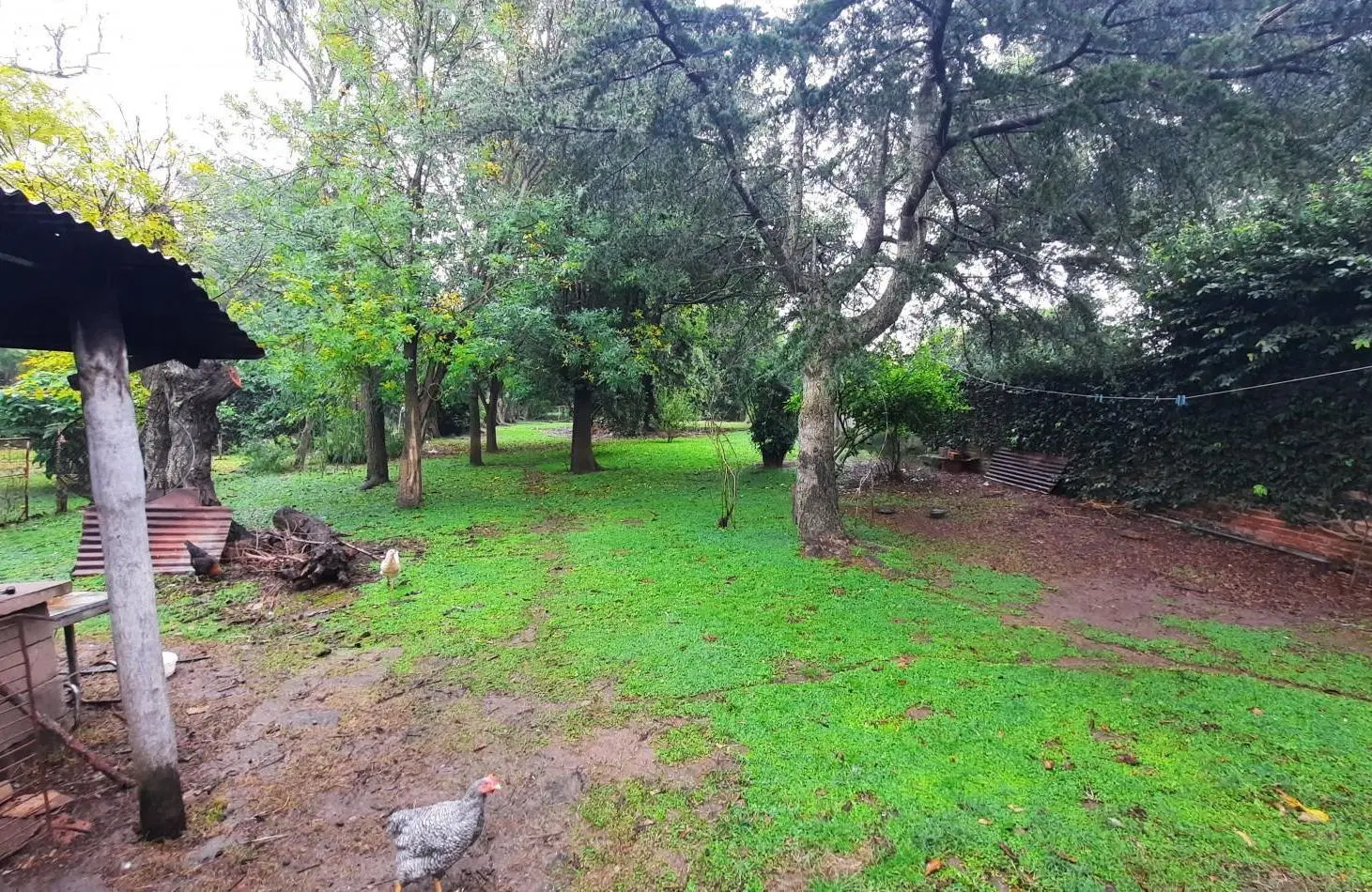 Casa de 3 dormitorios en amplio lote en General Rojo 2