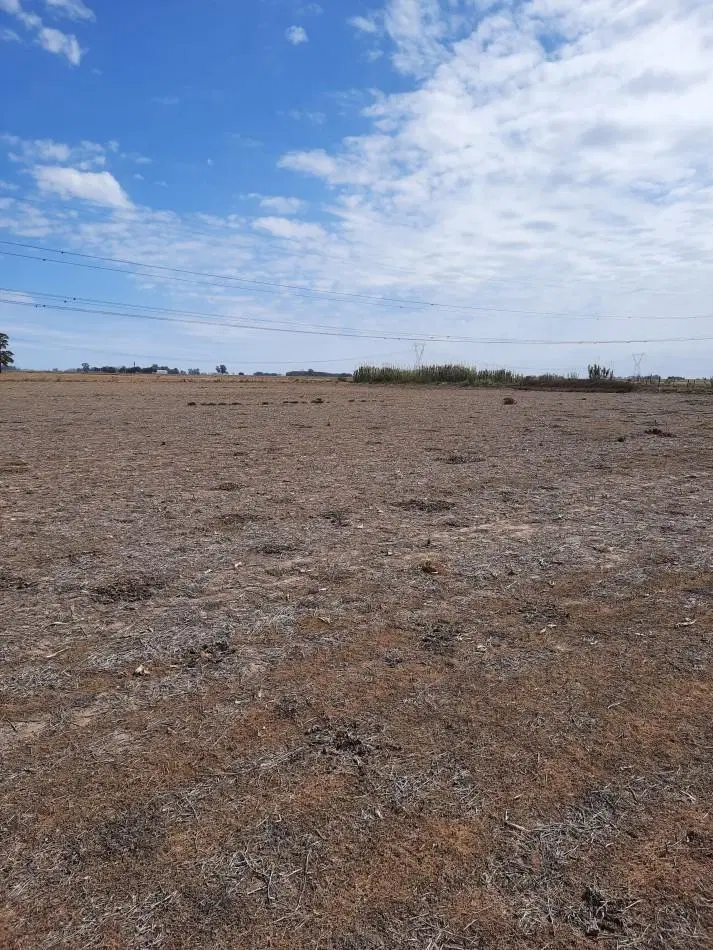 Campo agricola de 15 hectareas en Theobald (Santa Fe) 3