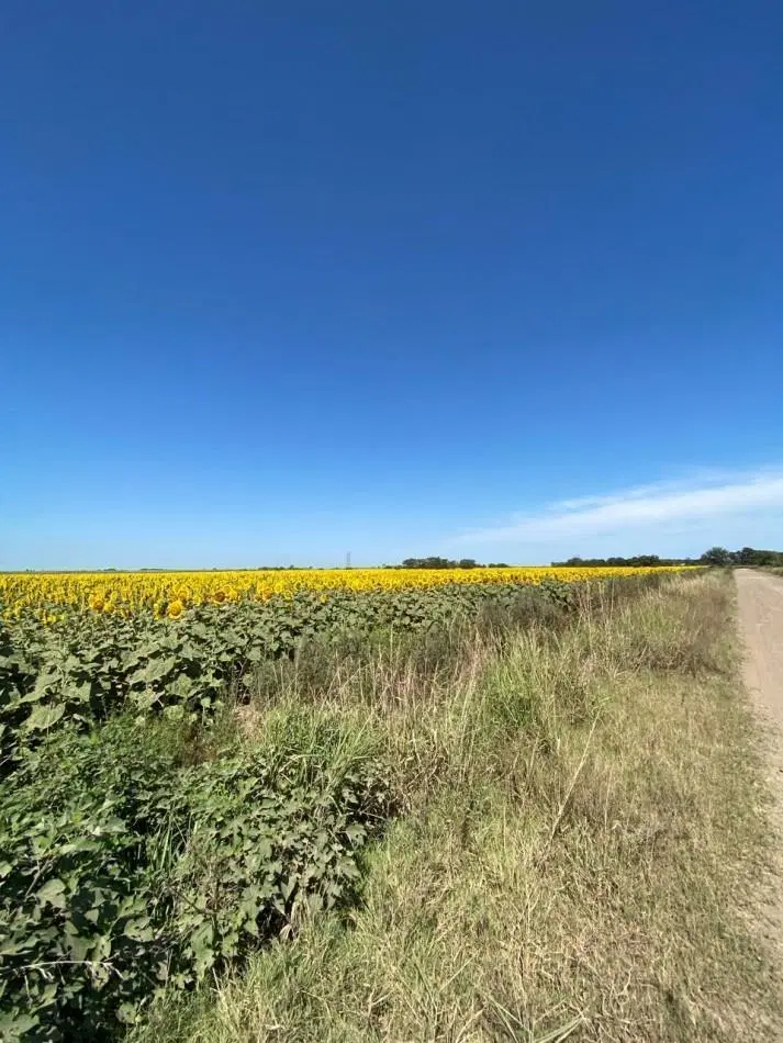 Campo de 42,5 hectareas agricolas en San Nicolas 5
