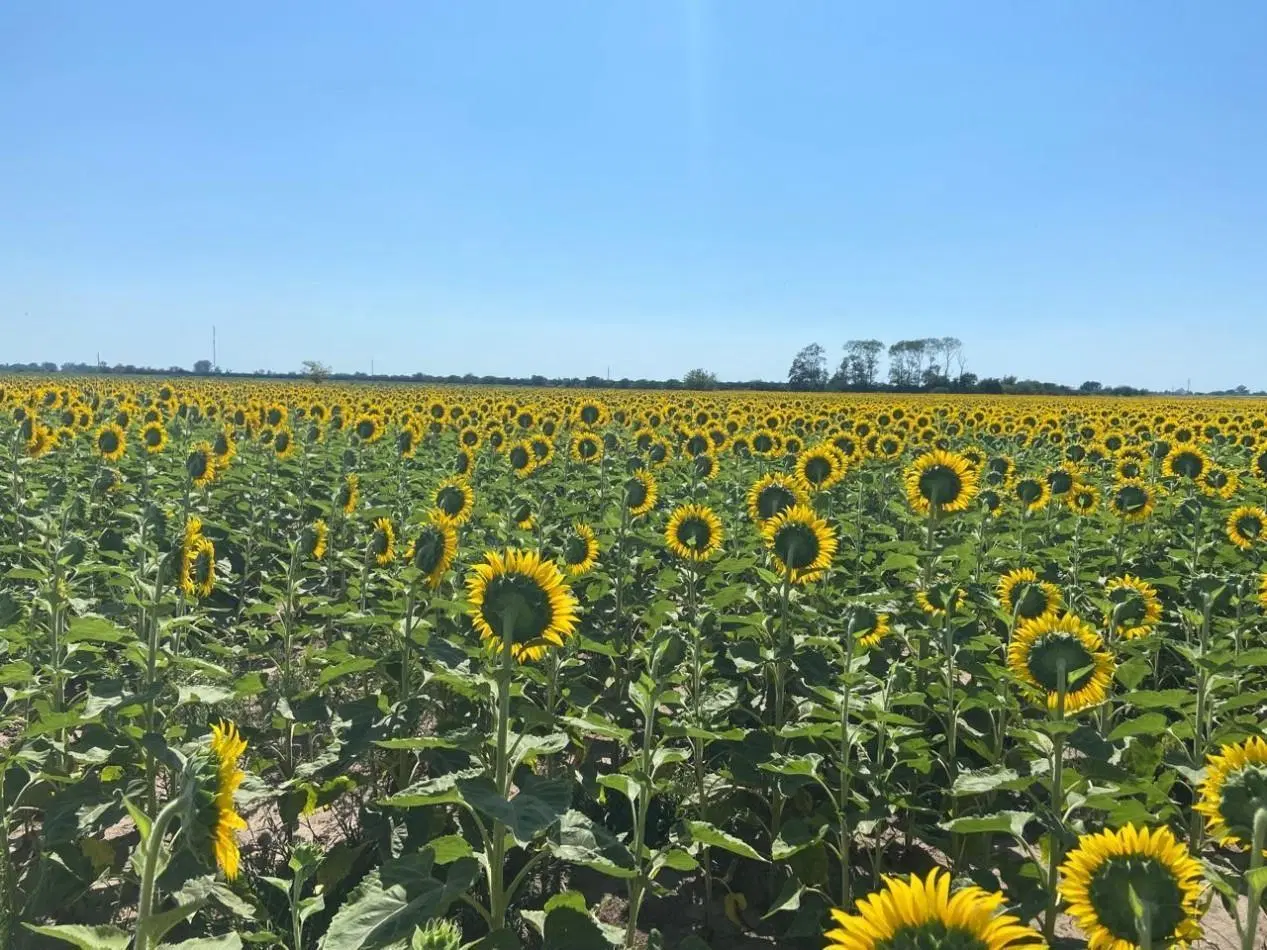 Campo de 42,5 hectareas agricolas en San Nicolas 4