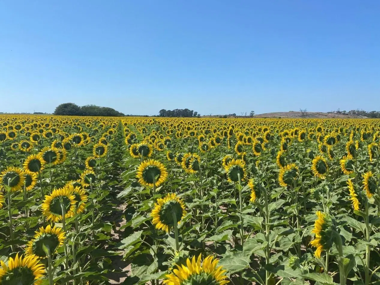 Campo de 42,5 hectareas agricolas en San Nicolas 2