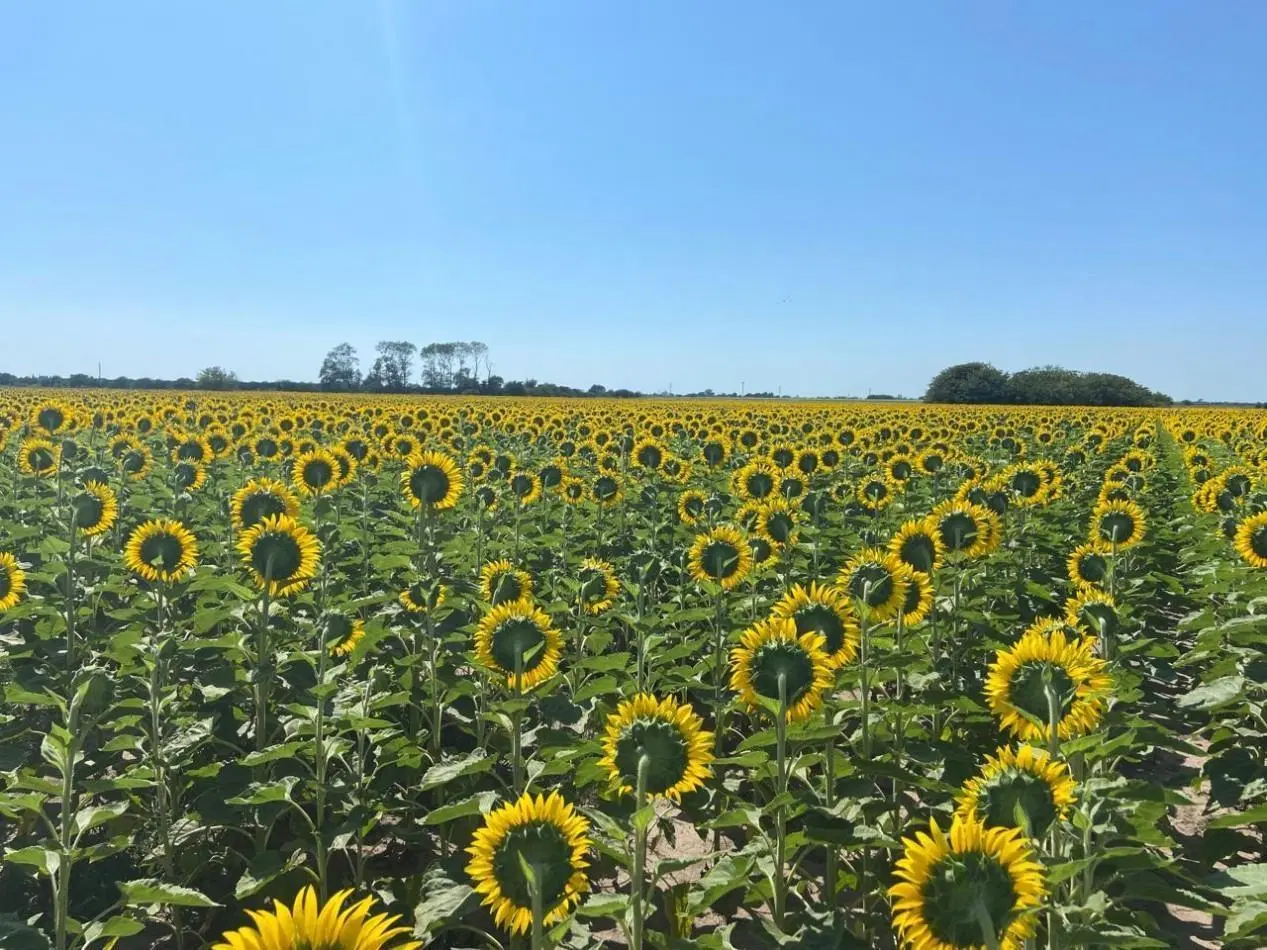 Campo de 42,5 hectareas agricolas en San Nicolas 6