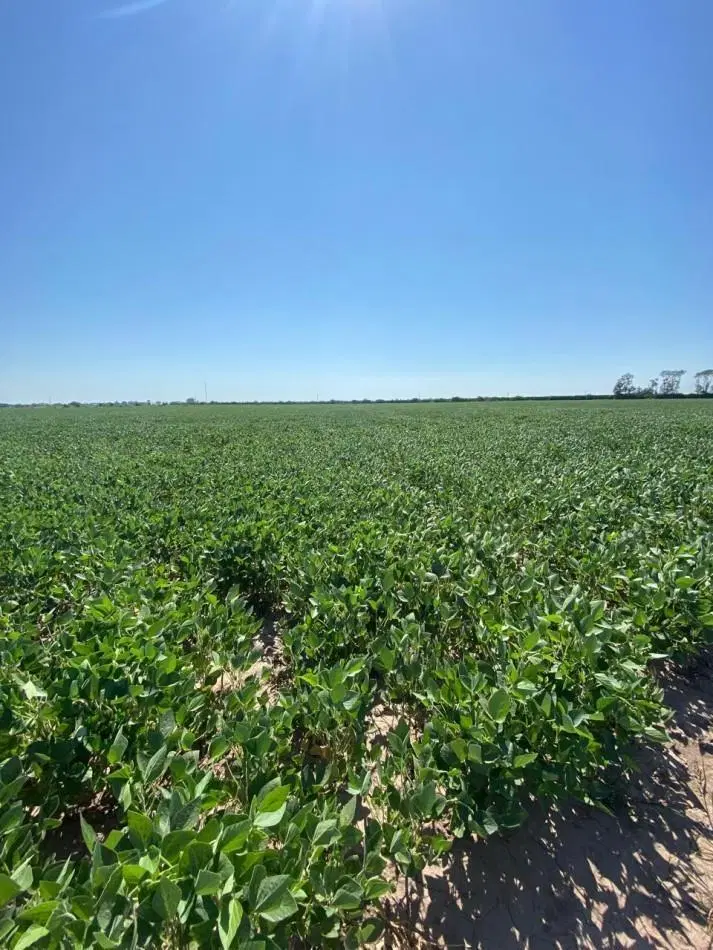 Campo de 42,5 hectareas agricolas en San Nicolas 3