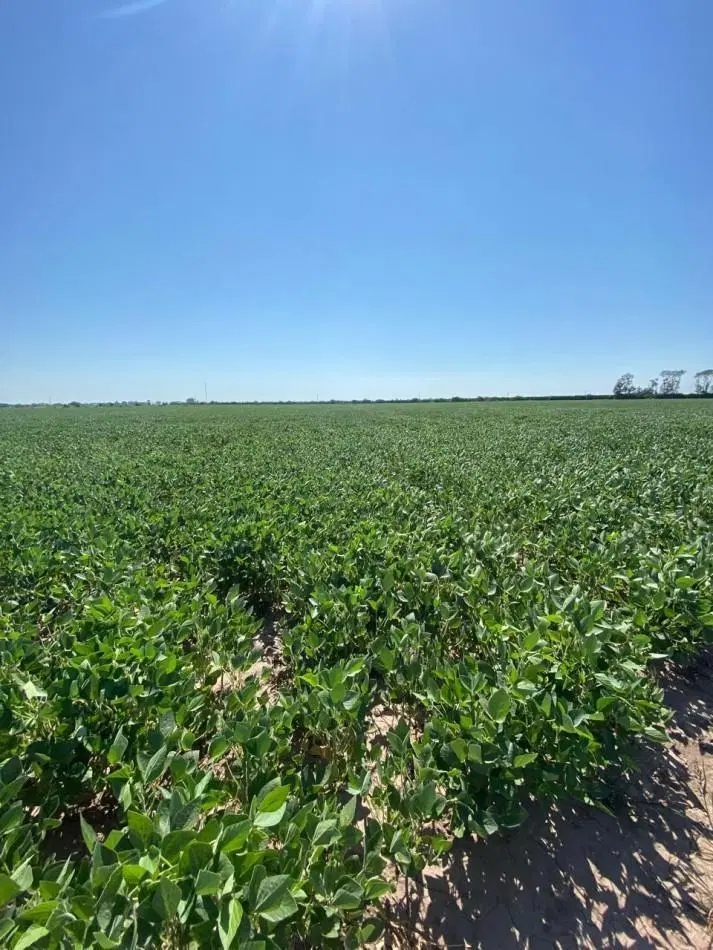 Campo de 85 hectareas agricolas en San Nicolas 2