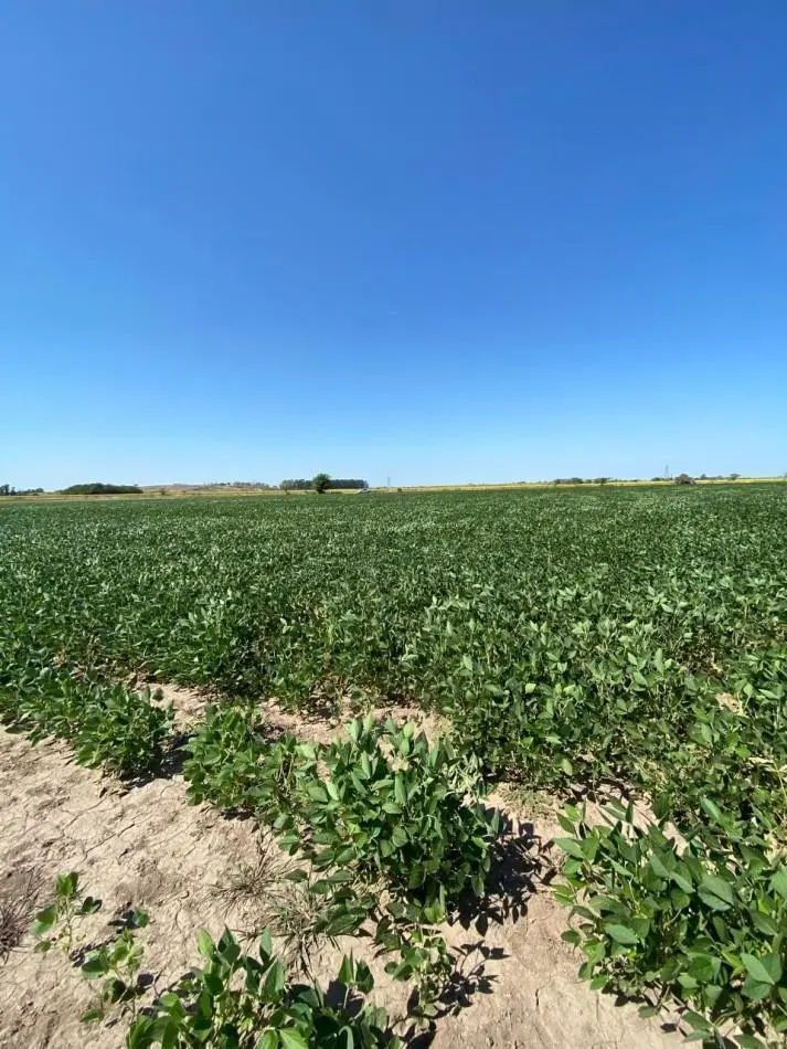 Campo de 85 hectareas agricolas en San Nicolas 4